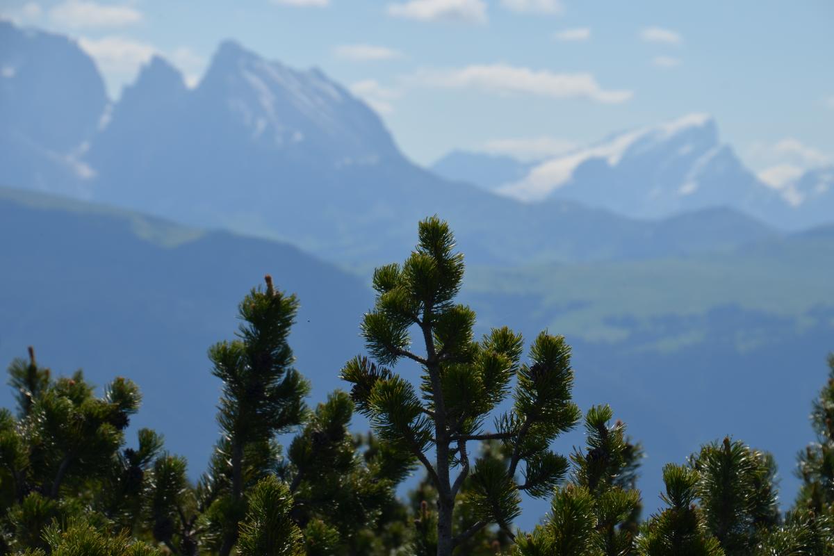 Latschenbrennerei und Platzer Alm 23.06.2020